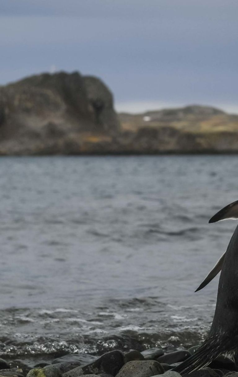 Pinguini in pericolo