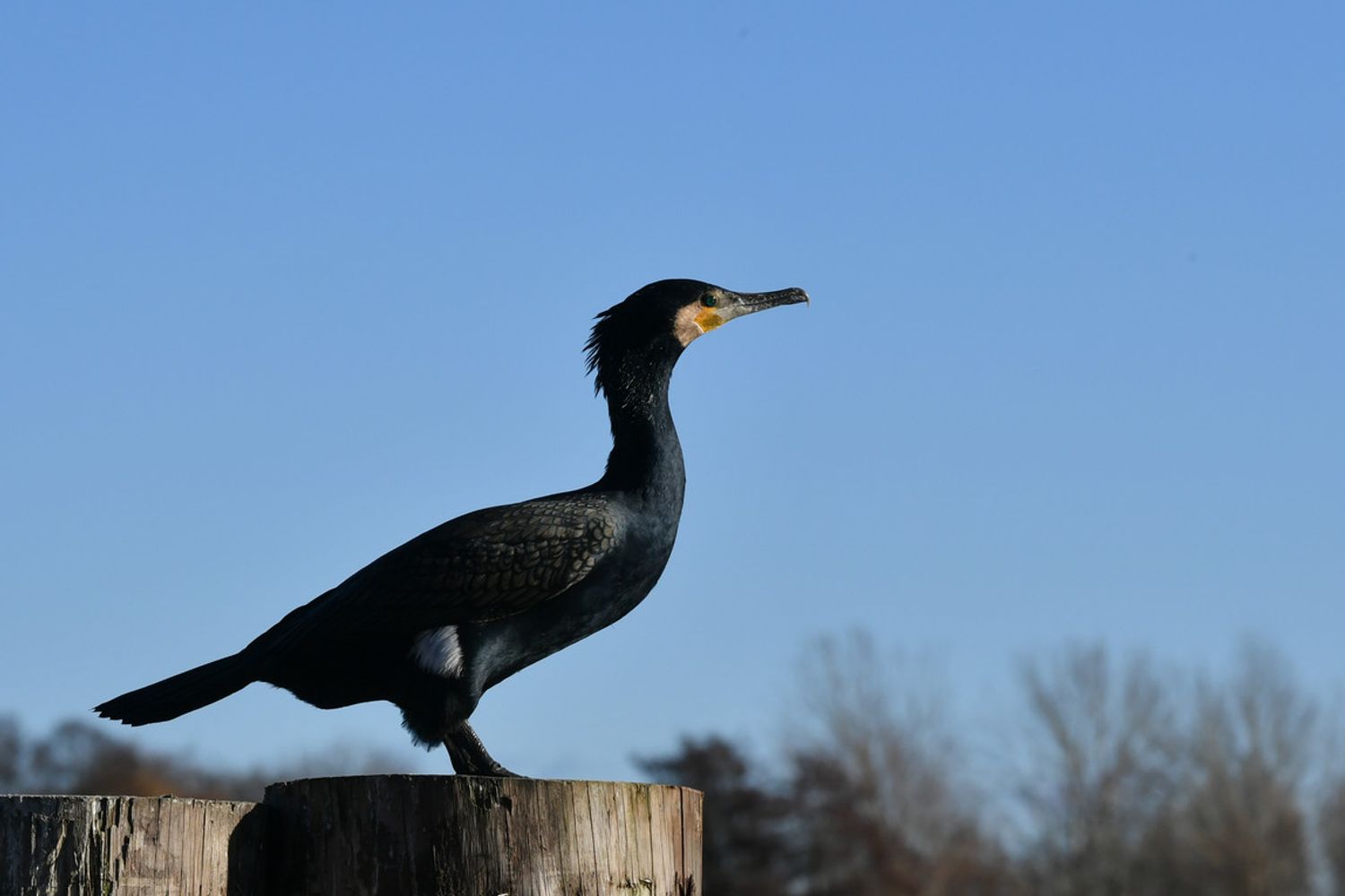 Cormorano