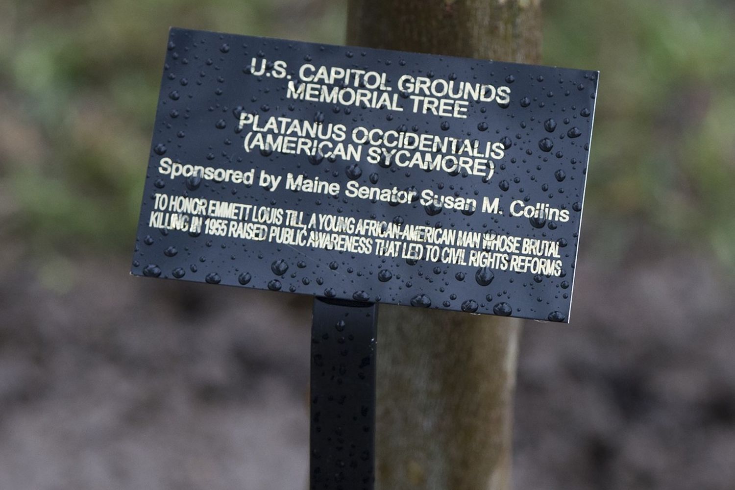 Platano piantato in onore e ricordo di Emmett Till