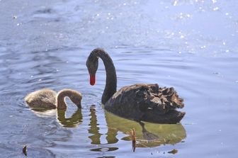 Un cigno nero