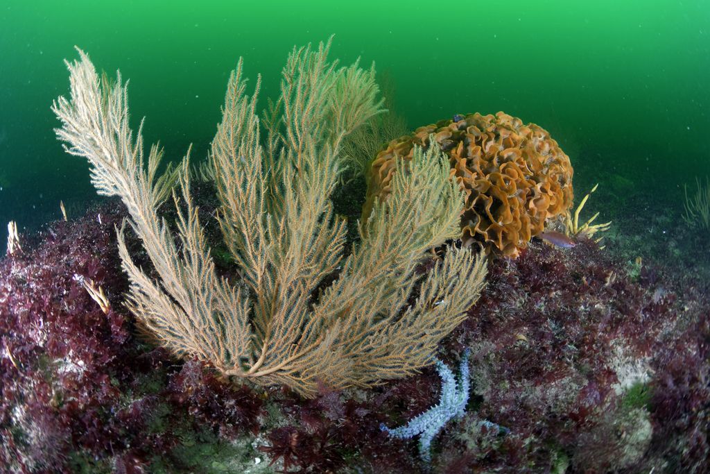 Formazione corallina, Oceano Atlantico