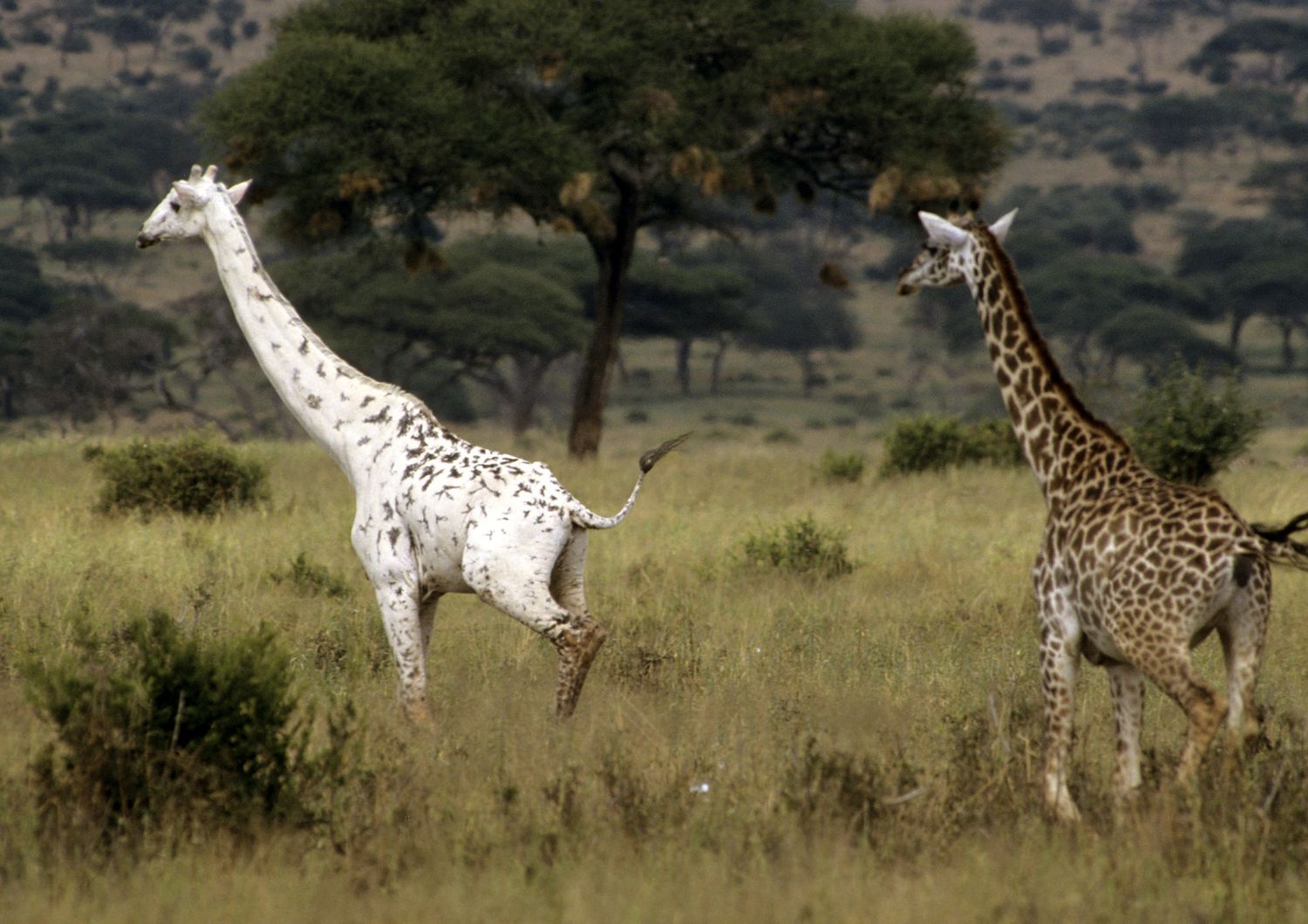 kenya giraffa bianca&nbsp;