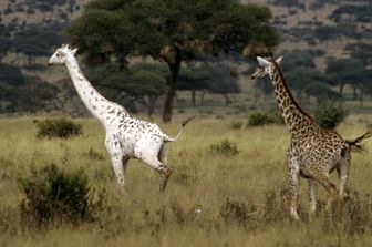 kenya giraffa bianca&nbsp;