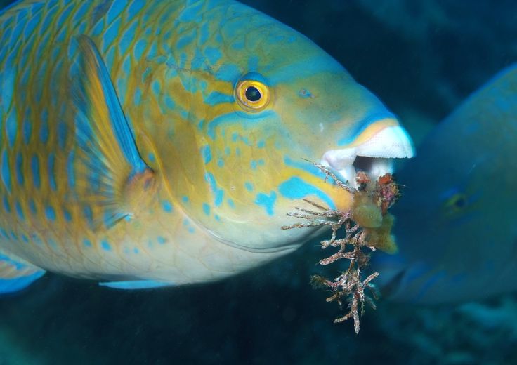 Pesce pappagallo