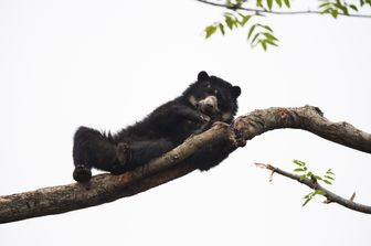 Un'orso andino riposa su un'albero