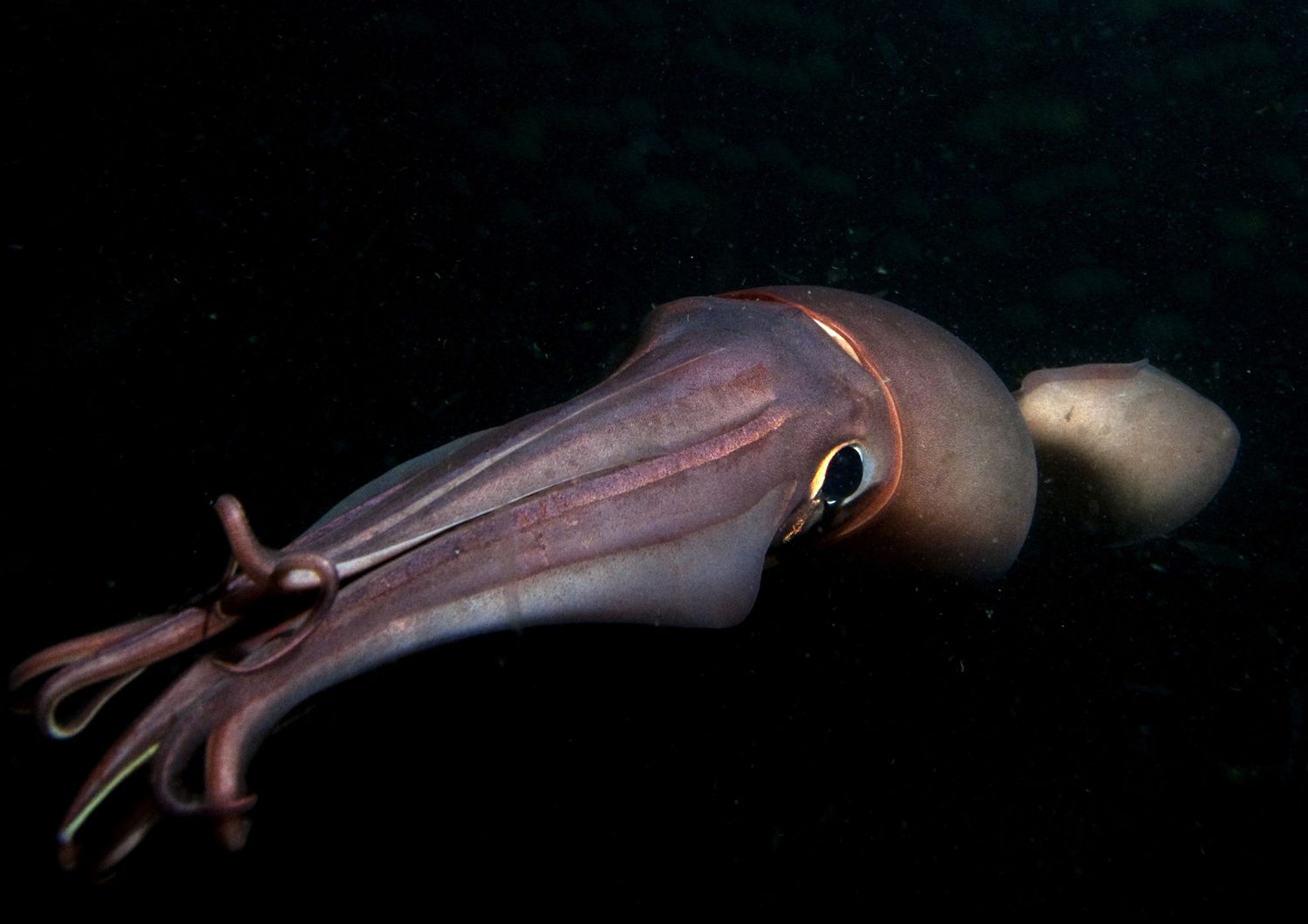 Calamaro Humboldt