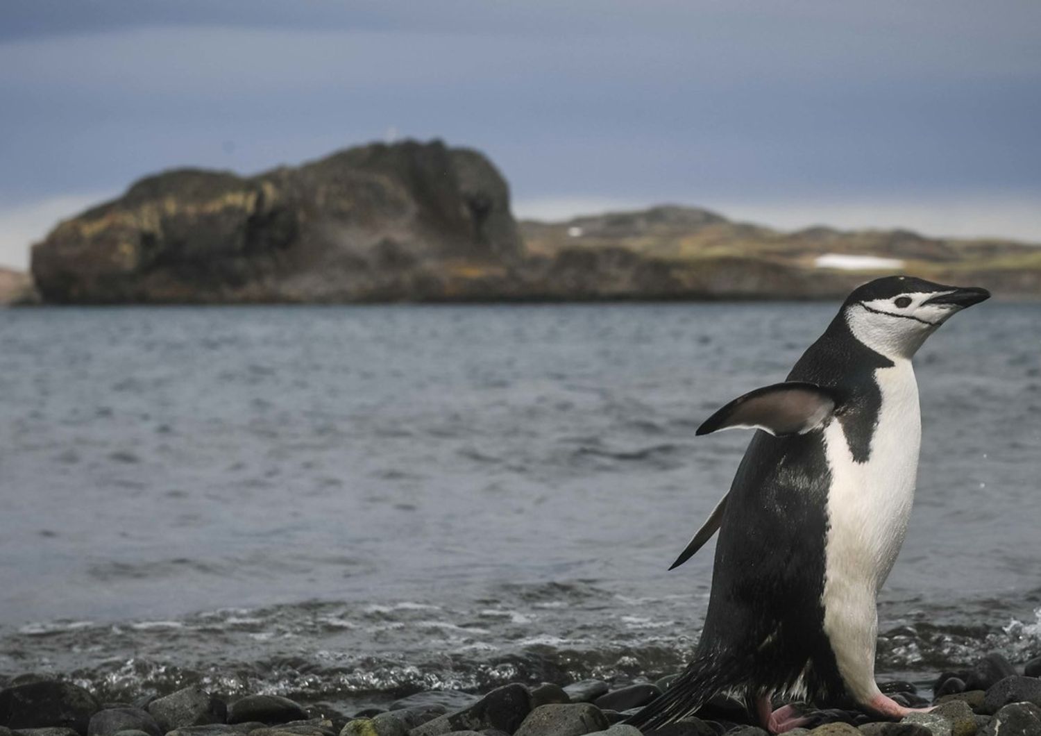 Un pinguino di Adelia fotografato sull'isola di Re Giorgio, in Antartide