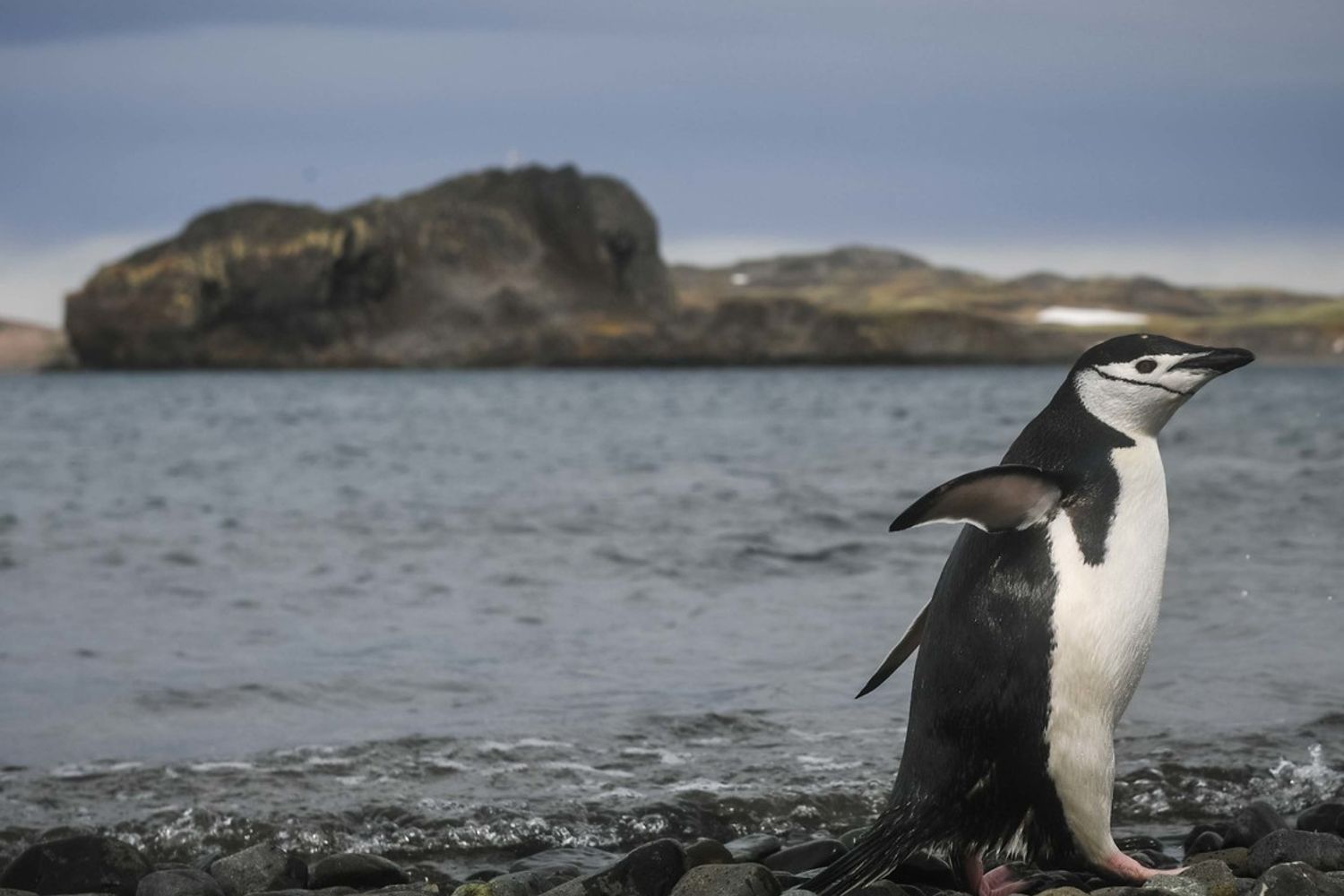 Un pinguino di Adelia fotografato sull'isola di Re Giorgio, in Antartide