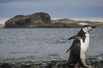 Un pinguino di Adelia fotografato sull'isola di Re Giorgio, in Antartide