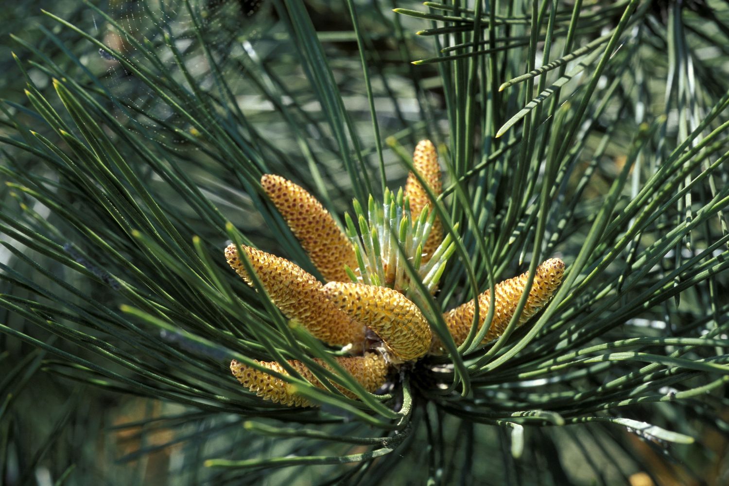 Infiorescenze di pino nero