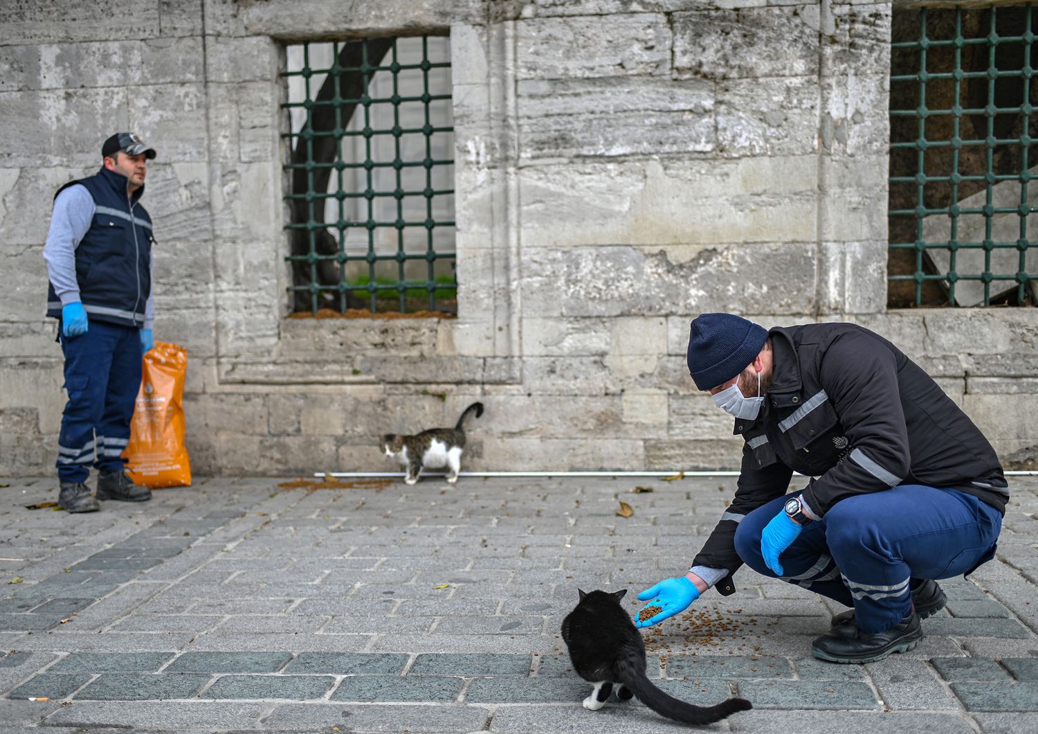 gatti cani covid 19 coronavirus