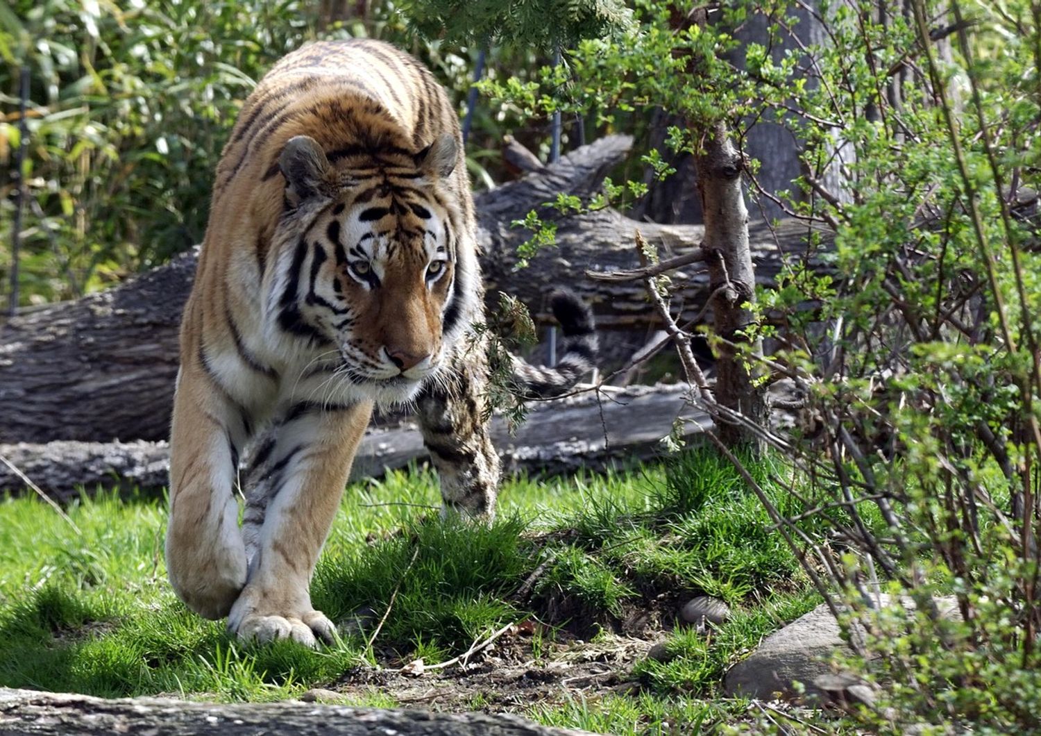 Una tigre dello zoo del Bronx