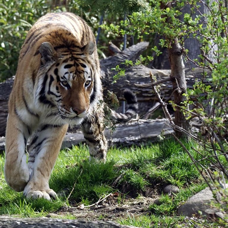 Una tigre dello zoo del Bronx