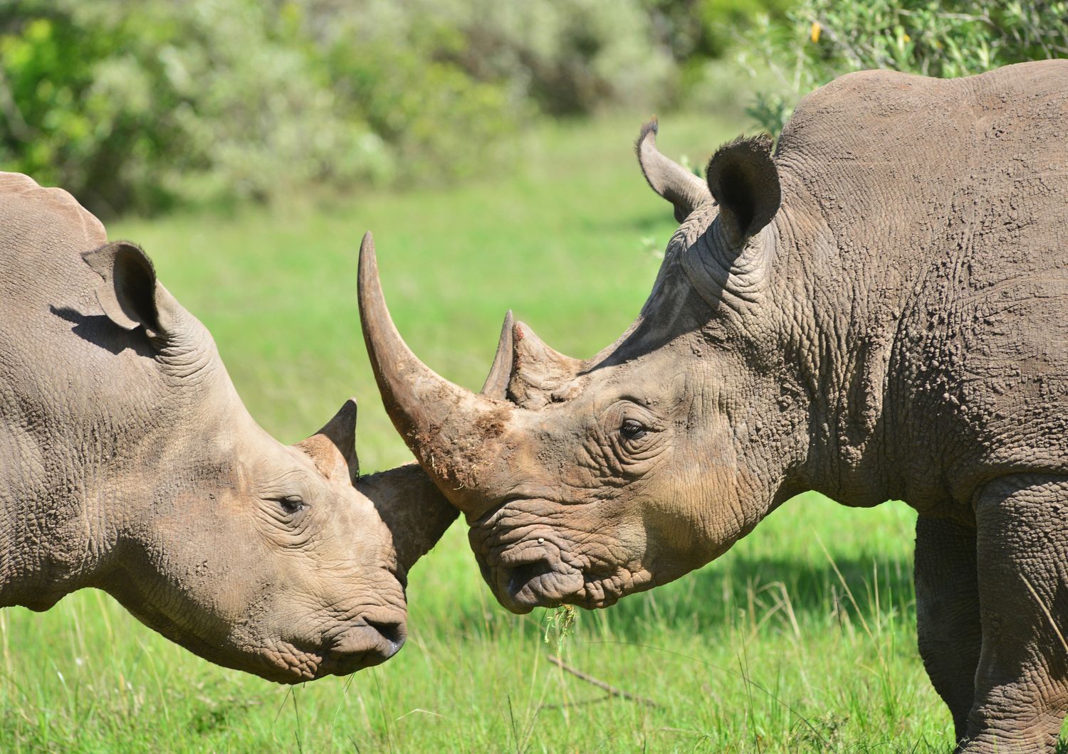 Due rinoceronti bianchi nel parco di Masai Mara in Kenya