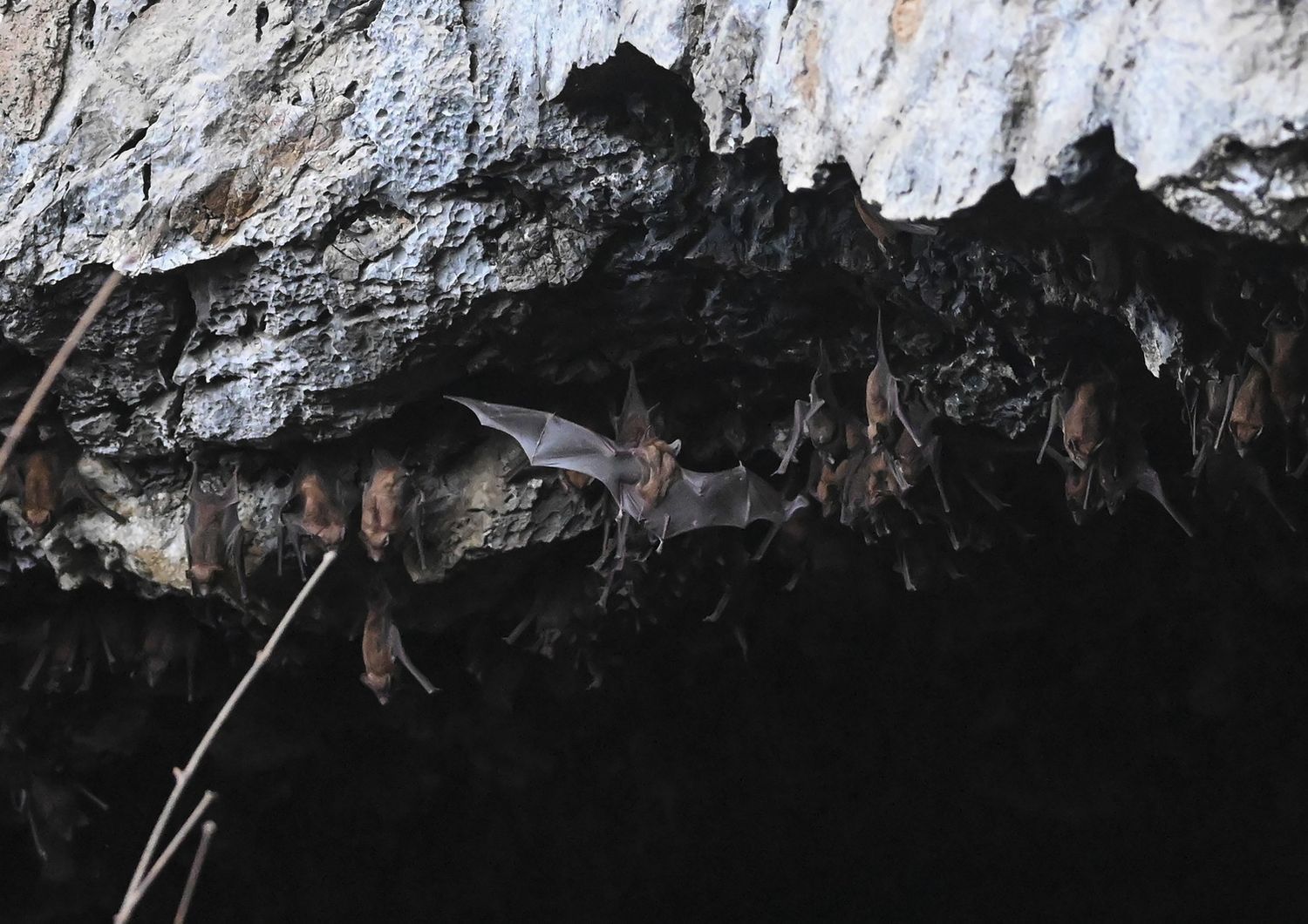 Pipistrelli nella grotta di Linno Gu, nel Myanmar