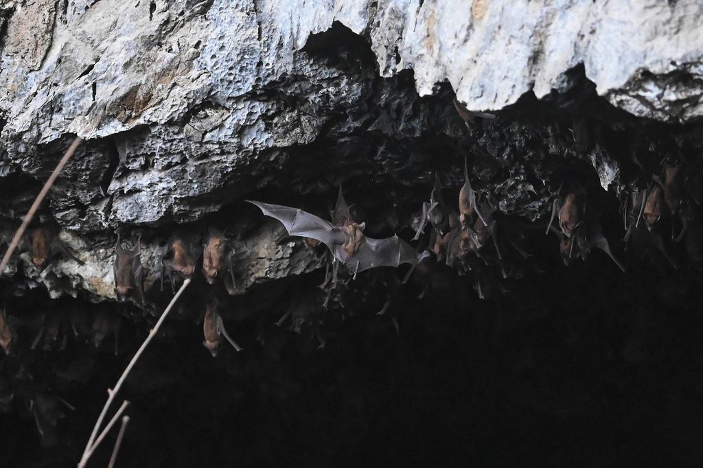 Pipistrelli nella grotta di Linno Gu, nel Myanmar