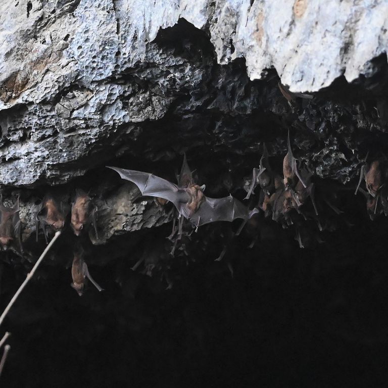 Pipistrelli nella grotta di Linno Gu, nel Myanmar