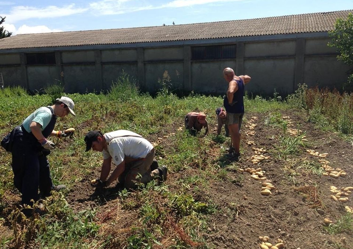 &nbsp;I lavoratori della cooperativa &quot;Agrama&quot; all'opera (foto di Simone Puccio)