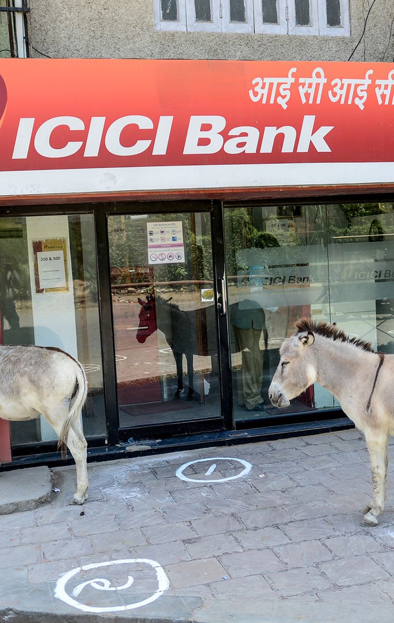 Asini sui marciapiedi indiani