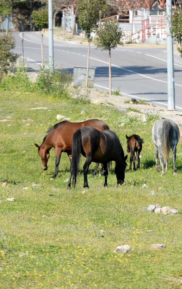 Cavalli per le strade turche
