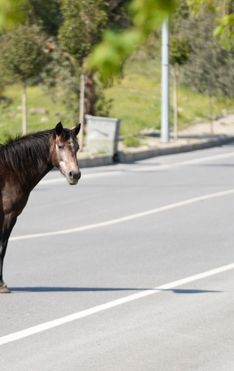 Cavalli per le strade turche