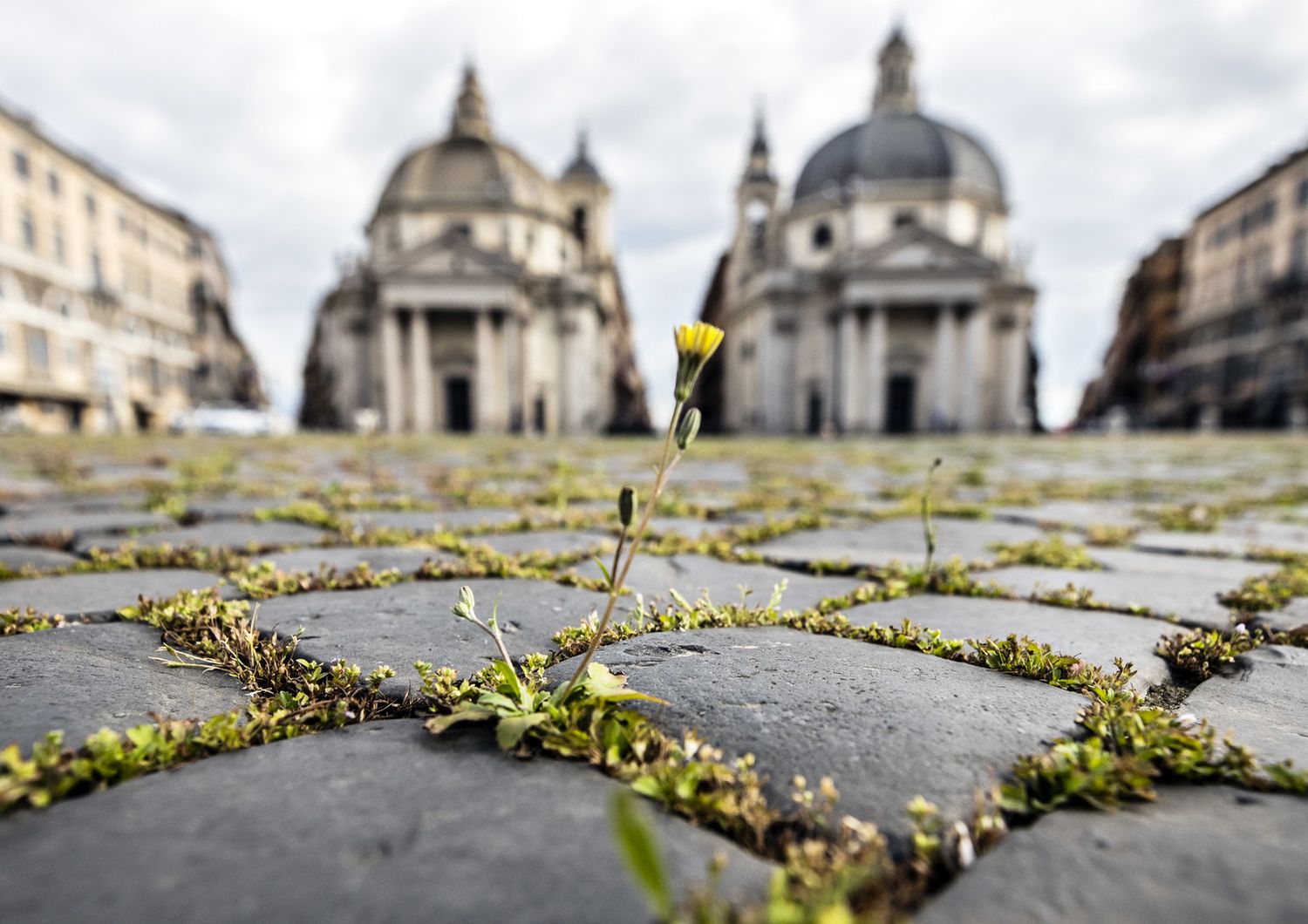 L'erba cresciuta a Piazza del Popolo