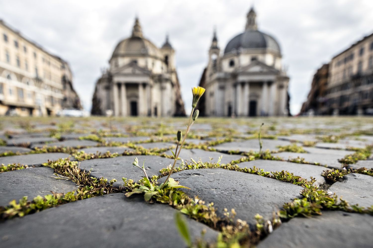 L'erba cresciuta a Piazza del Popolo