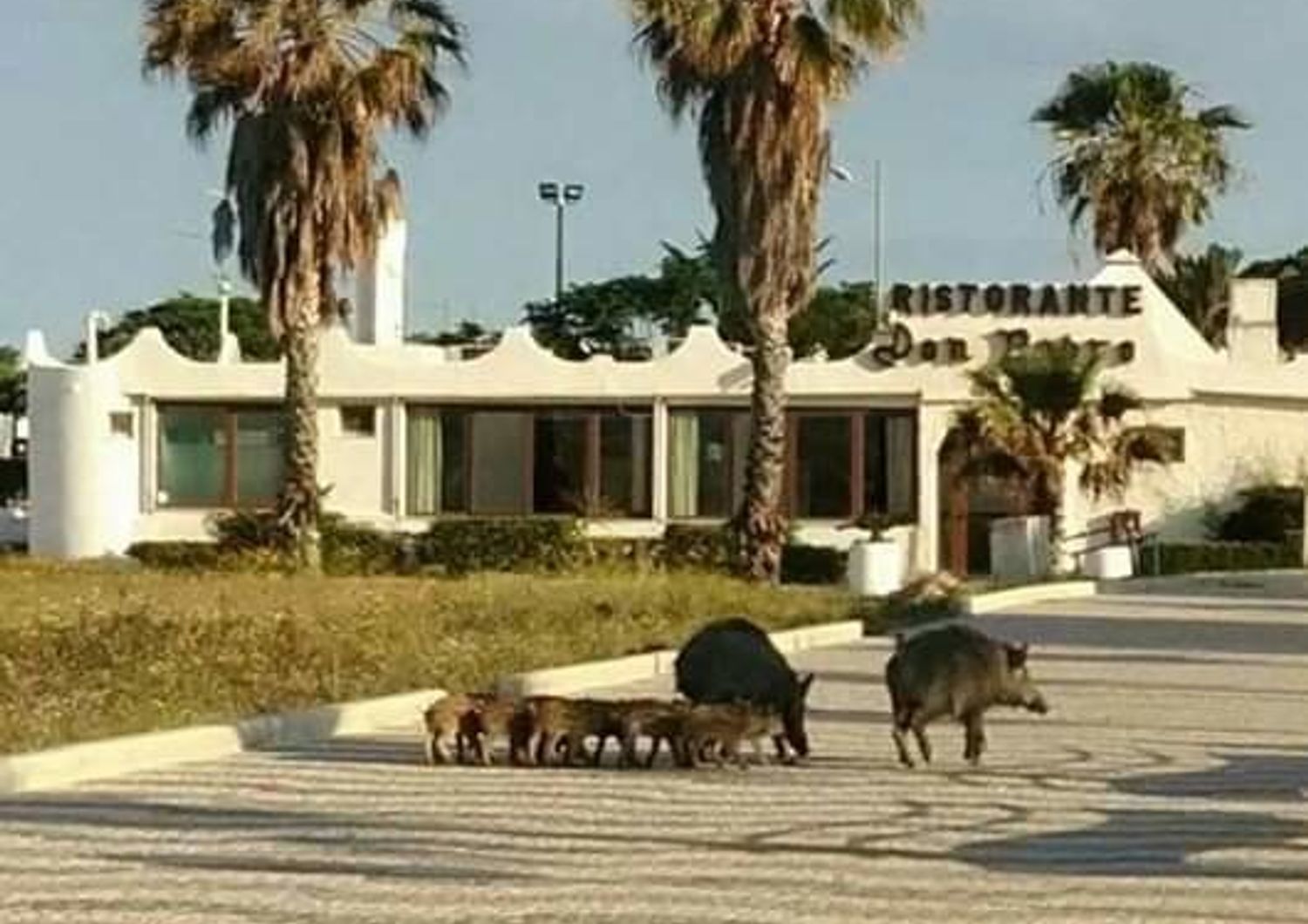 Un branco di cinghiali in giro per Soverato in Calabria