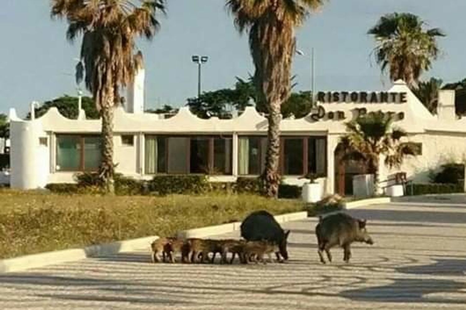 Un branco di cinghiali in giro per Soverato in Calabria