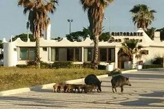Un branco di cinghiali in giro per Soverato in Calabria