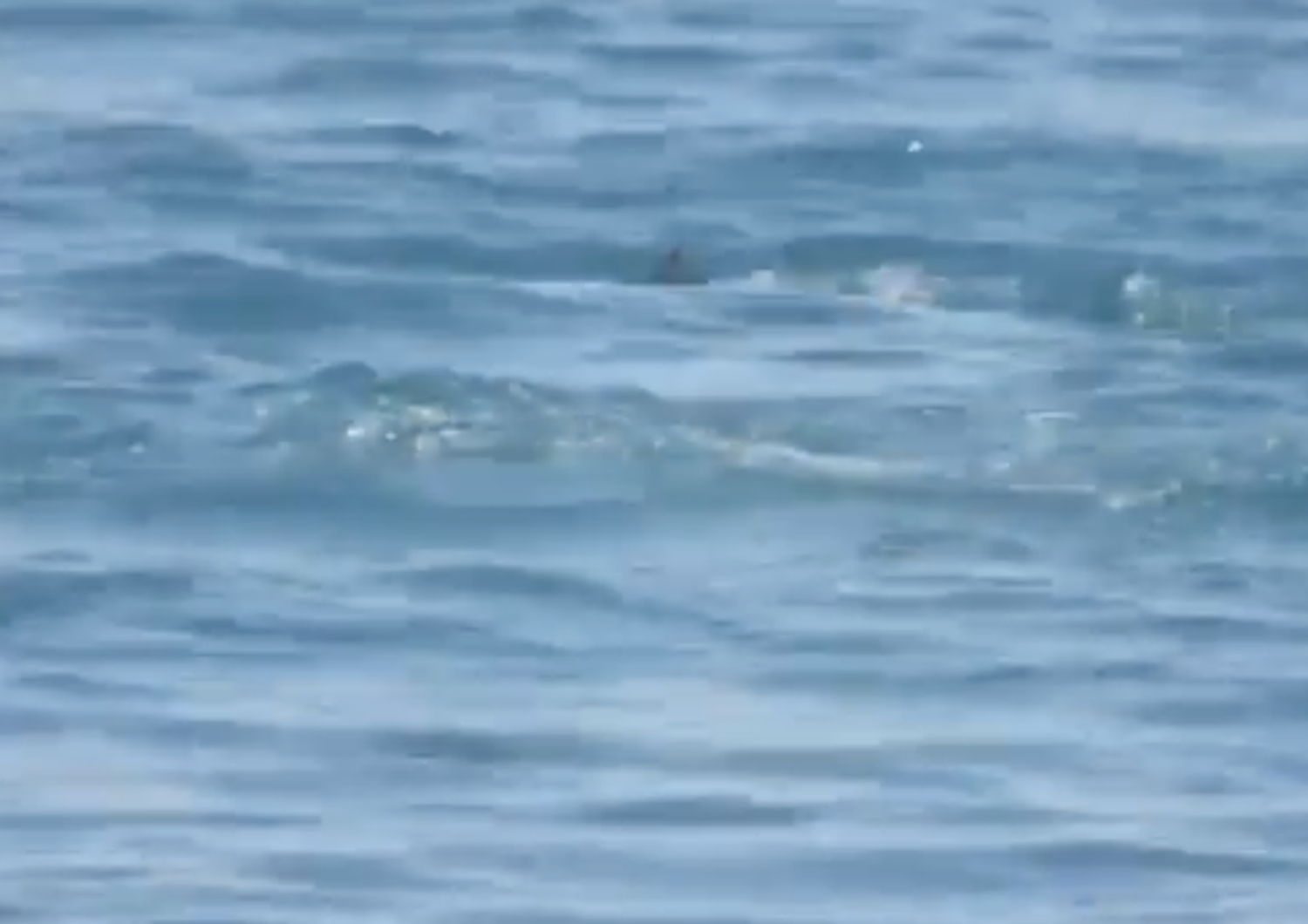 video delfini catanzaro lido