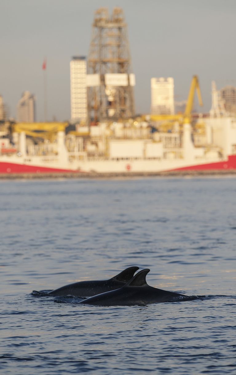 I delfini di Istanbul