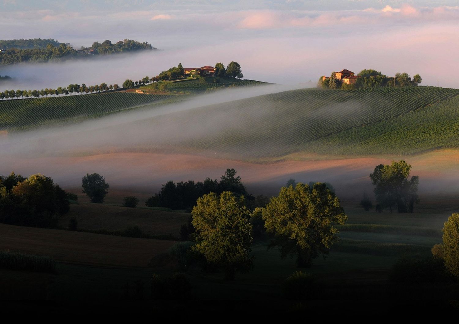 crisi vino consorzi piemonte