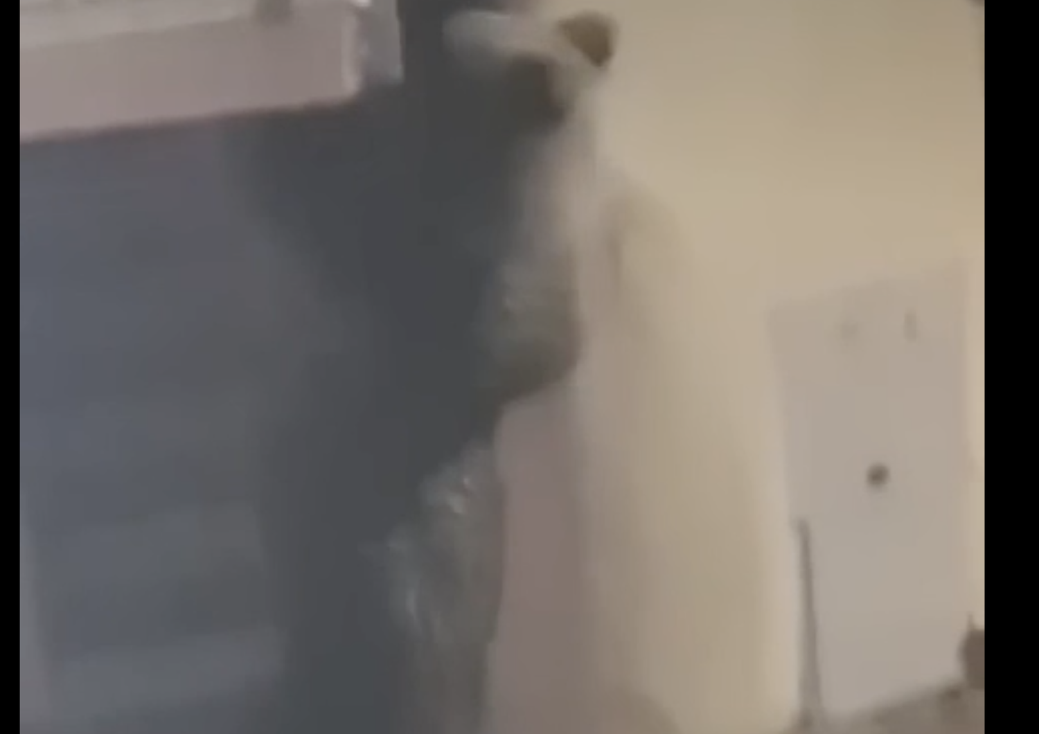 orso sul balcone in trentino