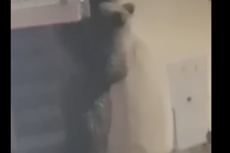 orso sul balcone in trentino