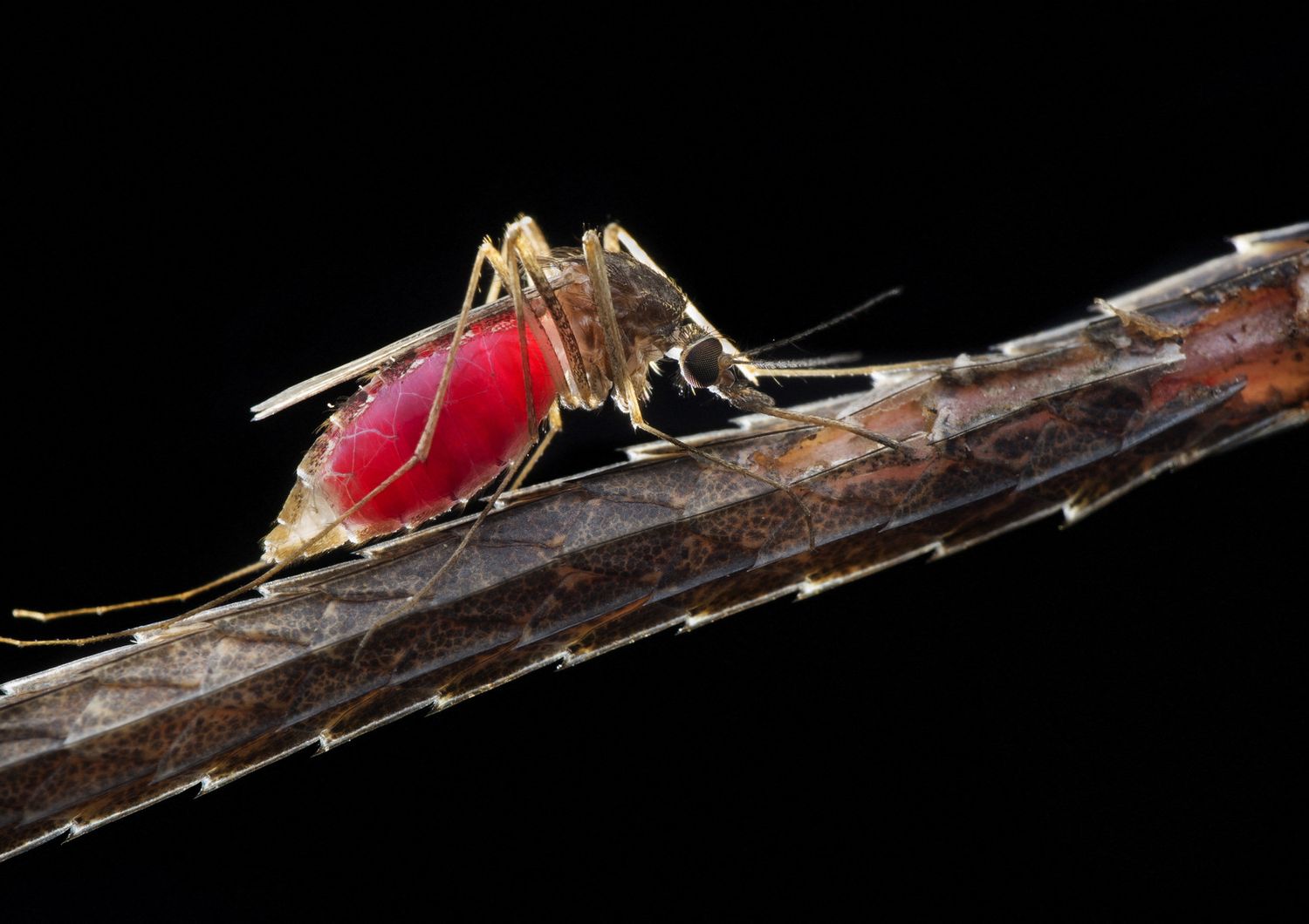 Una zanzara che succhia il sangue di una lucertola a Singapore