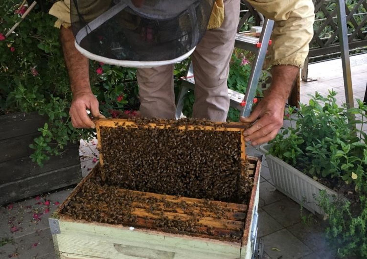 Mauro Veca, apicoltore