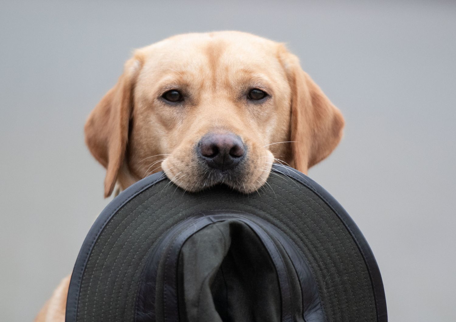 Un cane labrador