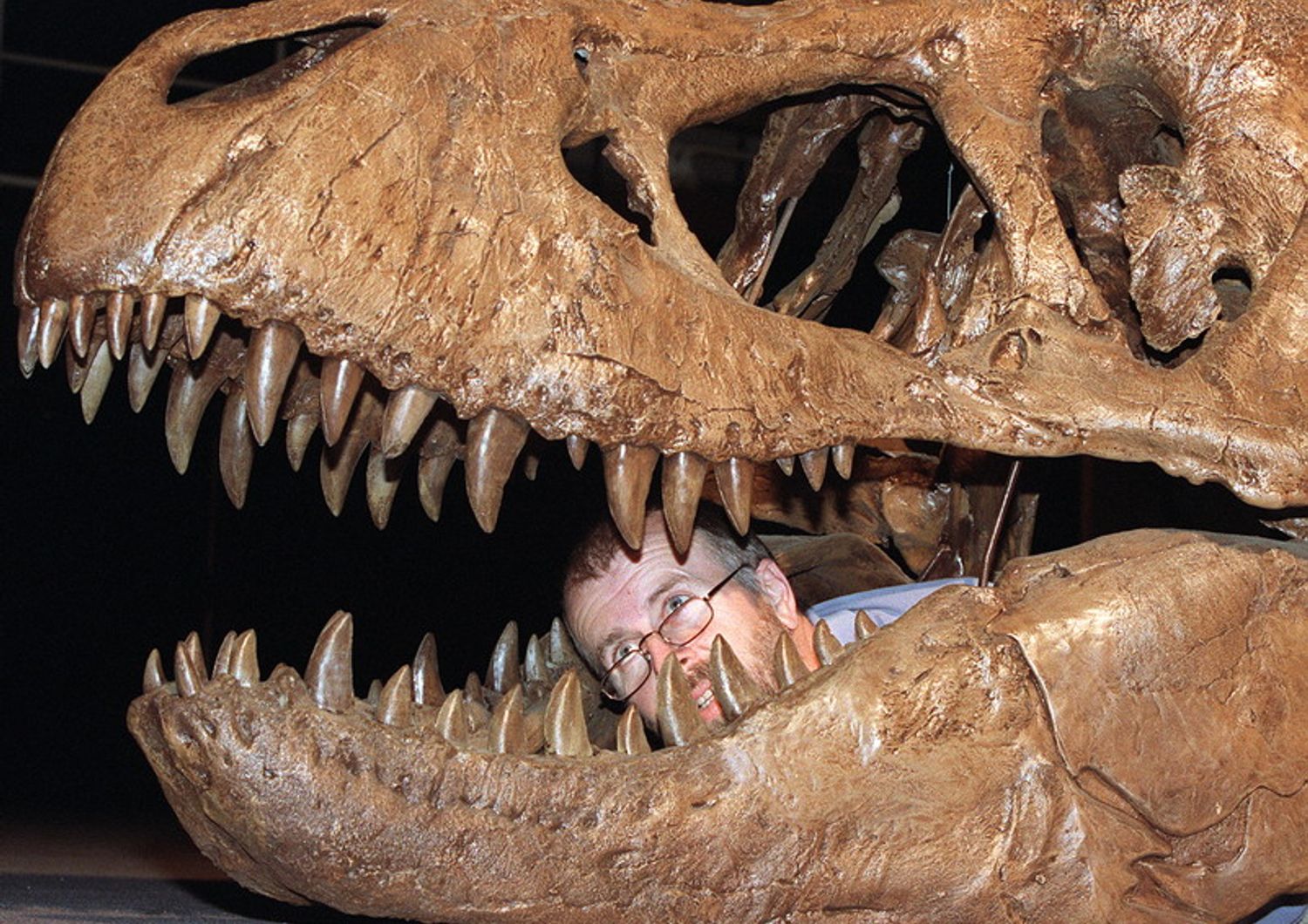 Il paleontologo Robert Jones esamina il teschio del Tyrannosaurus-rex all'Australian Museum&nbsp;
