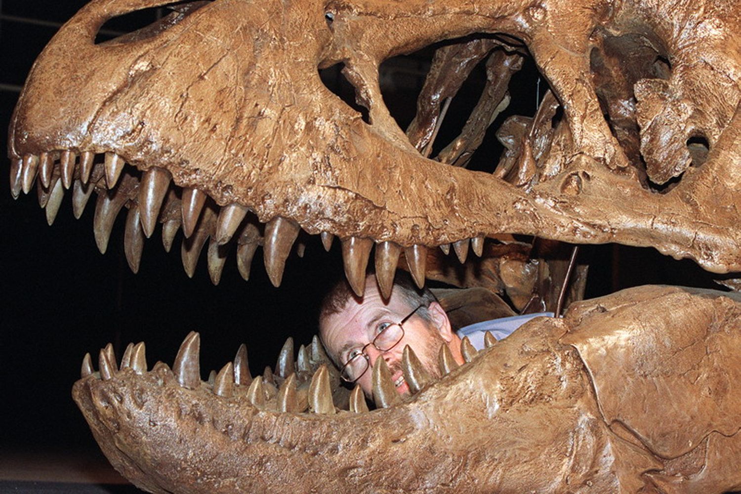 Il paleontologo Robert Jones esamina il teschio del Tyrannosaurus-rex all'Australian Museum&nbsp;