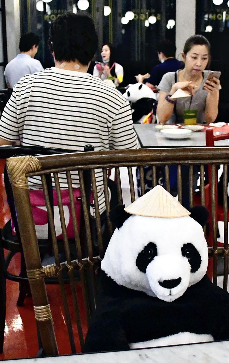 I panda della Thailandia