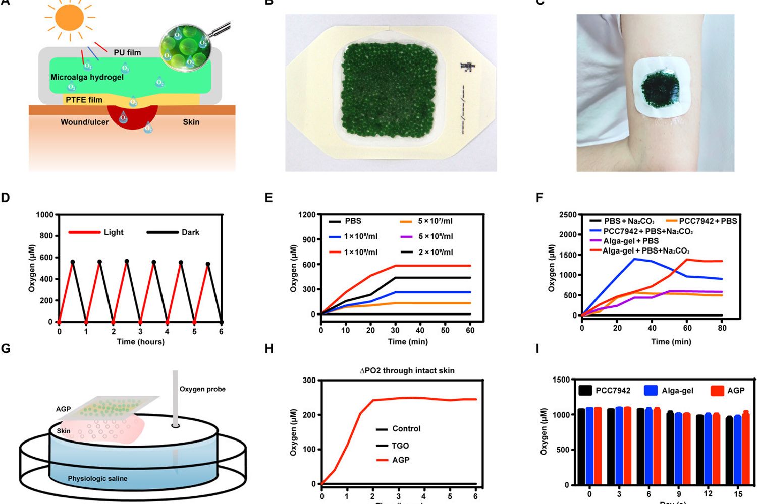 Lo studio sul cerotto ricavato dalle 'alghe azzurre'