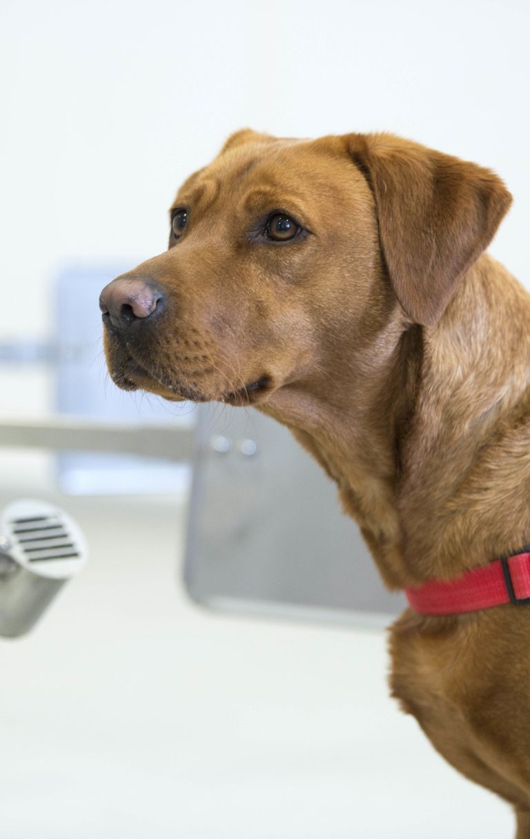 Un curriculum impeccabile