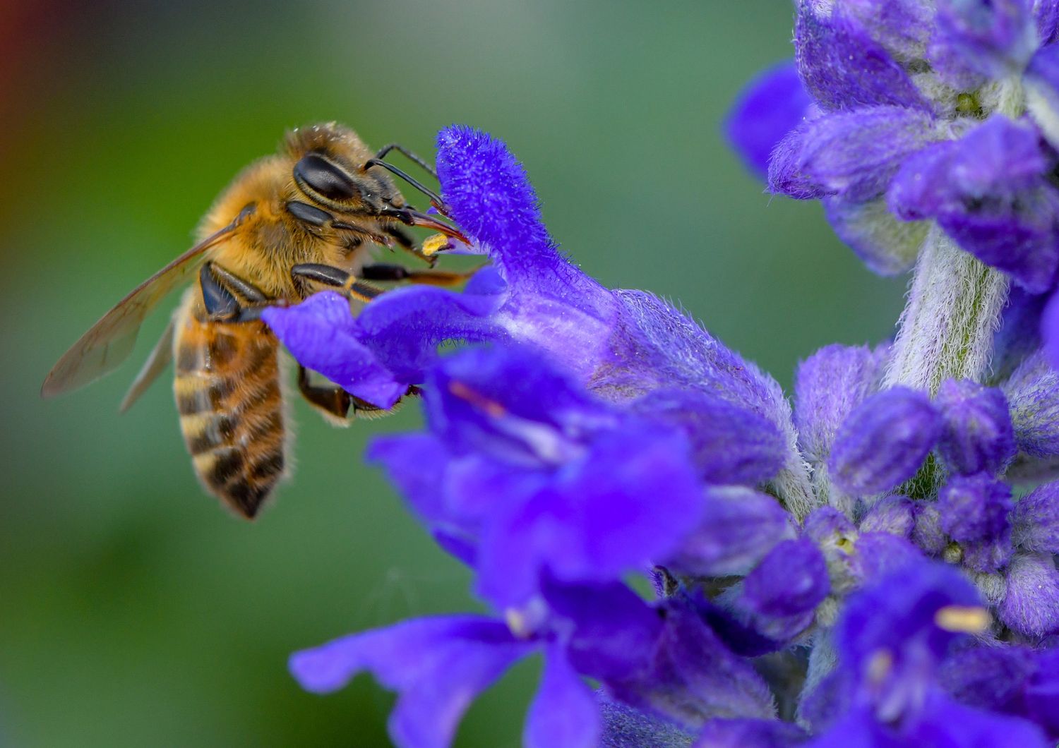 Un'ape impollina un fiore