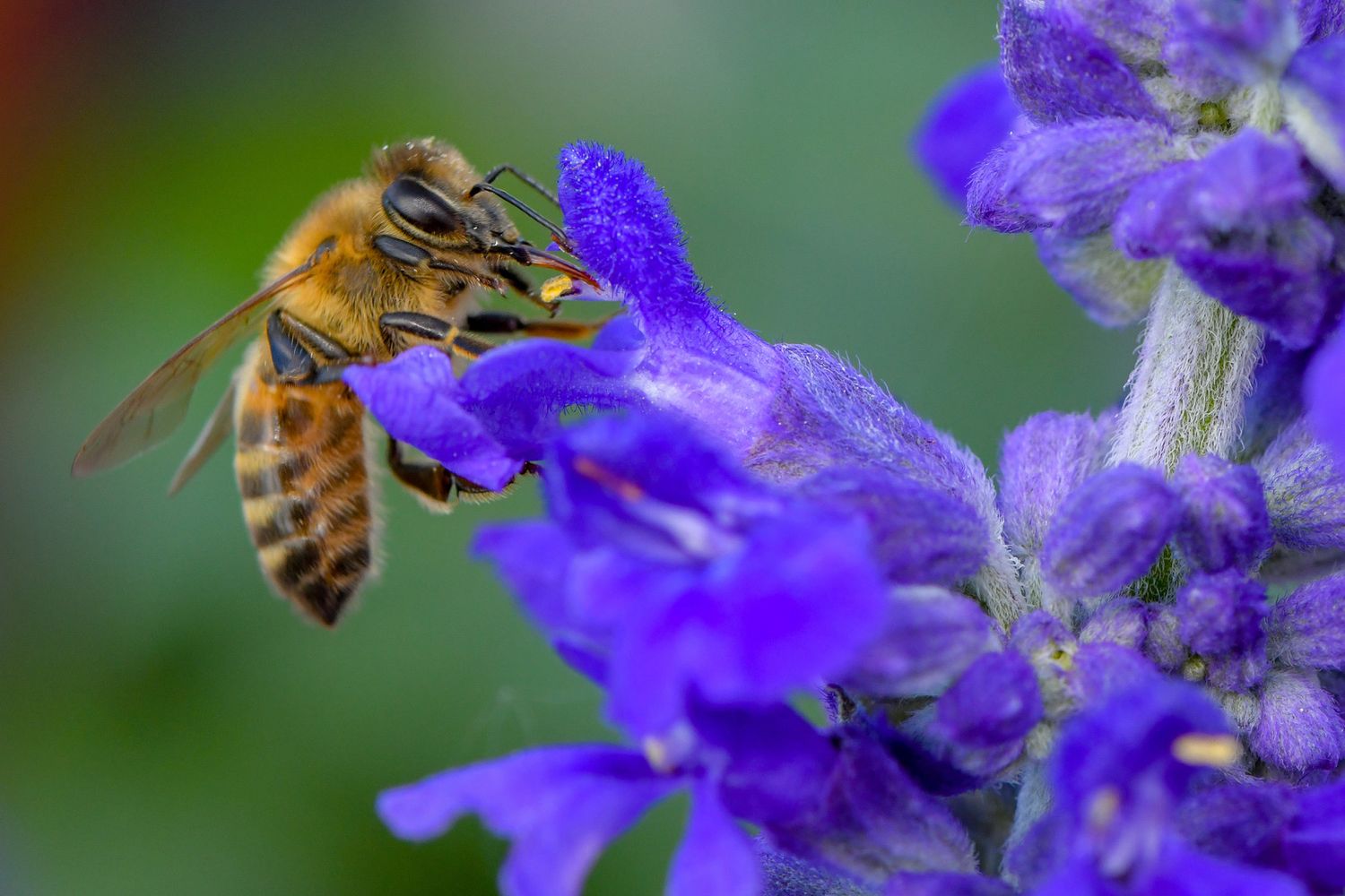 Un'ape impollina un fiore