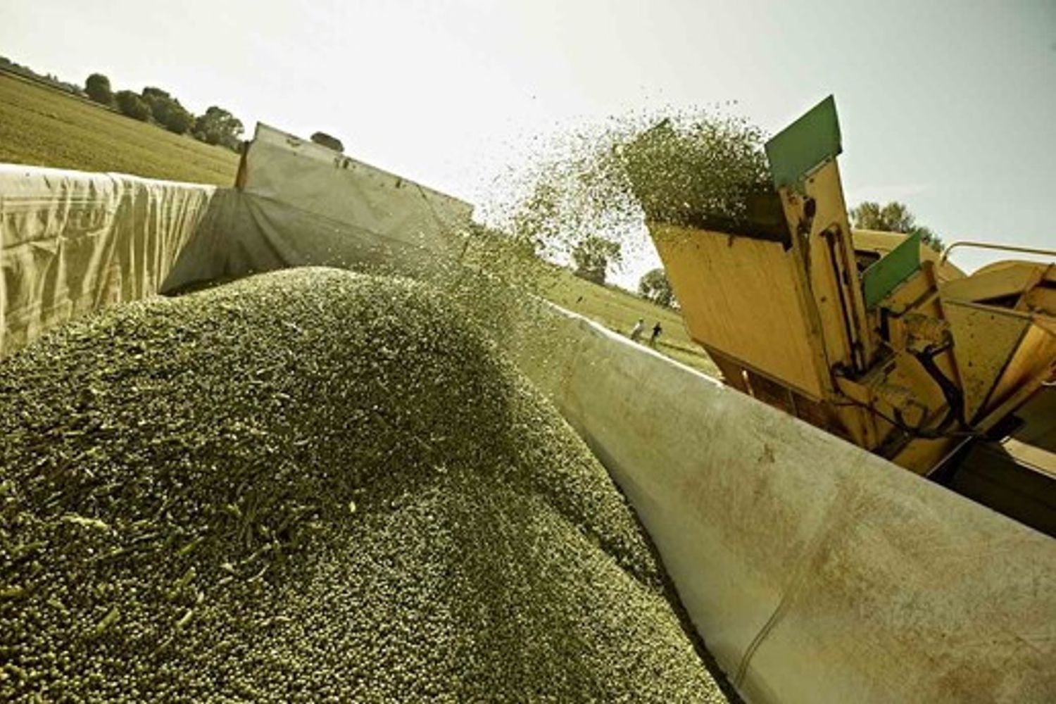 Al via la raccolta dei piselli&nbsp;