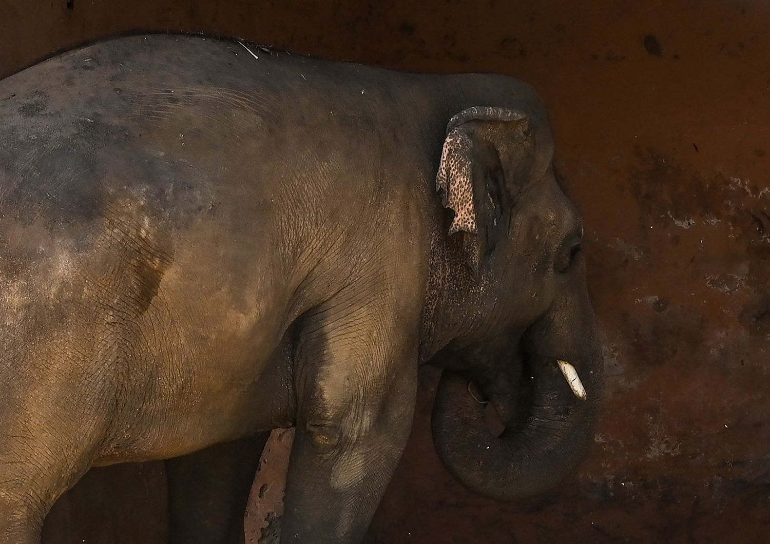 Kaavan, l'elefante salvato da Cher