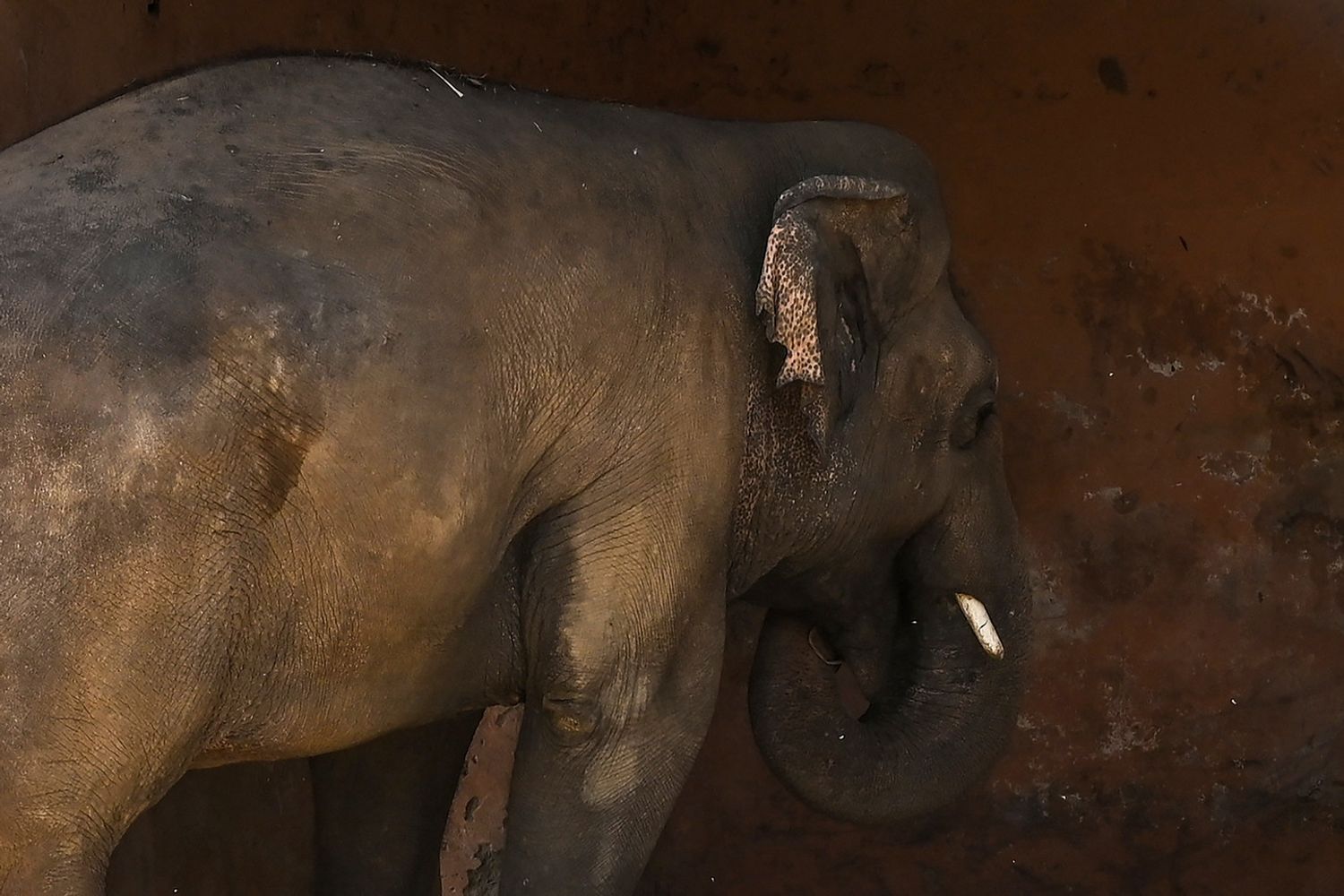 Kaavan, l'elefante salvato da Cher