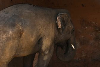 Kaavan, l'elefante salvato da Cher