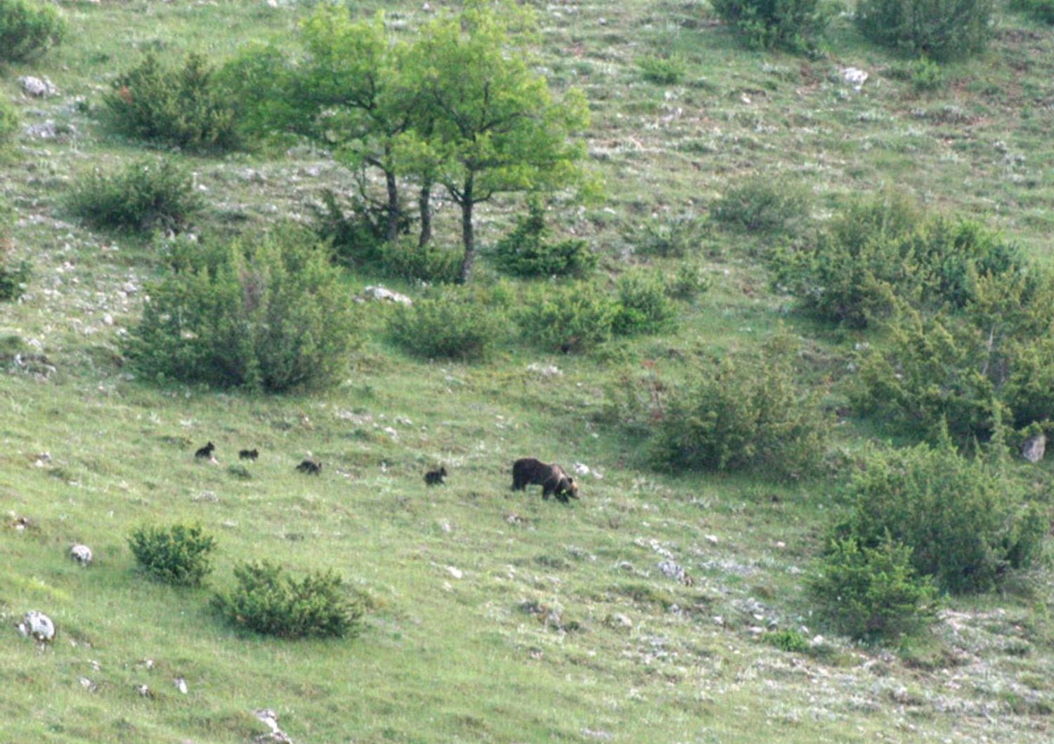 L'orsa con i cuccioli nel Parco nazionale d'Abruzzo